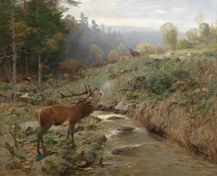 Rotwildrudel auf einer Waldlichtung
